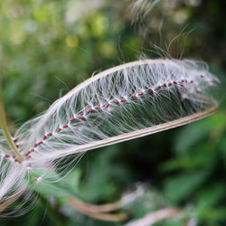 Close-up of dandelion growing on field