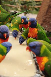 Close-up of parrot eating