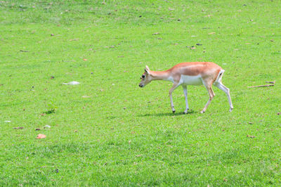 Horse grazing on field