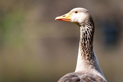 Close-up of a bird