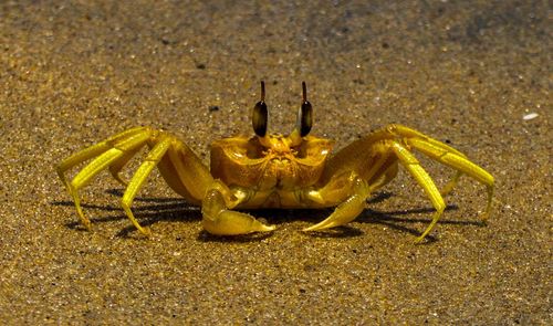 Close-up of crab on beach