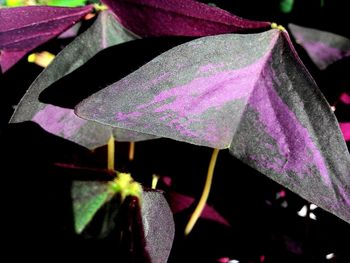 Close-up of purple flowers