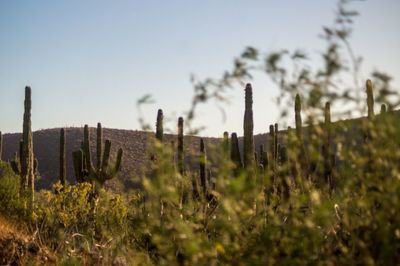 Cacti growing on land against clear sky