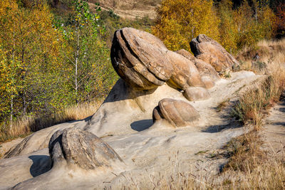 Rock formation on land in forest