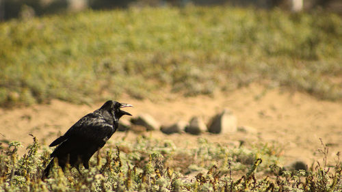 Bird perching on a field