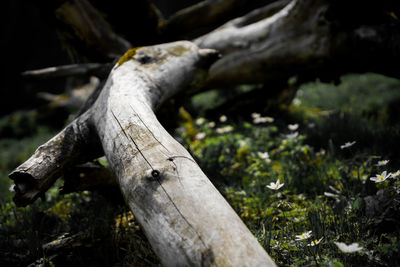 Close-up of tree trunk