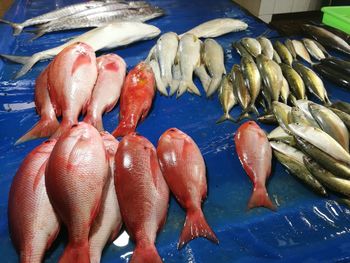 Close-up of fish for sale