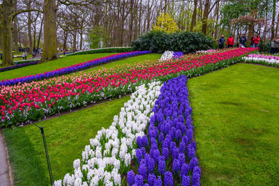 Multi colored tulips in garden