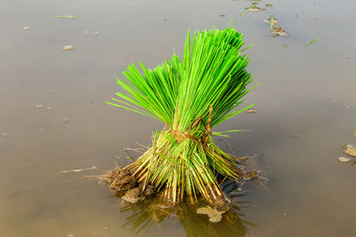 High angle view of leaf in lake