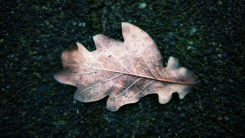 High angle view of dry maple leaf on land