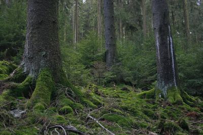 Scenic view of forest