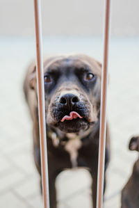 Close-up portrait of dog