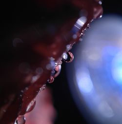 Close-up of water drops on leaf