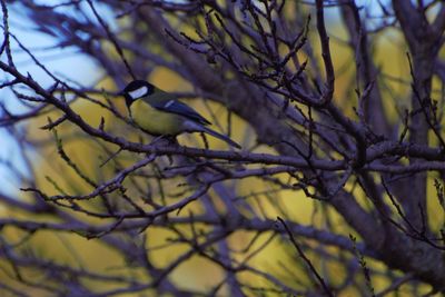 Low angle view of bird perching on bare tree