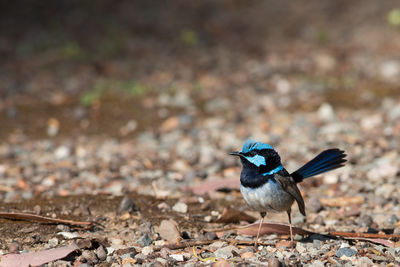 Close-up of a bird on field