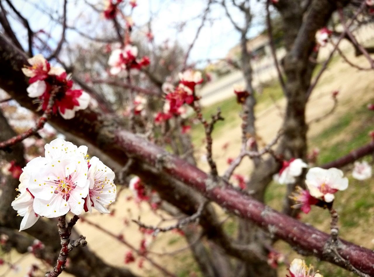 flower, freshness, branch, fragility, tree, growth, beauty in nature, blossom, petal, cherry blossom, pink color, nature, focus on foreground, cherry tree, springtime, low angle view, twig, close-up, in bloom, blooming
