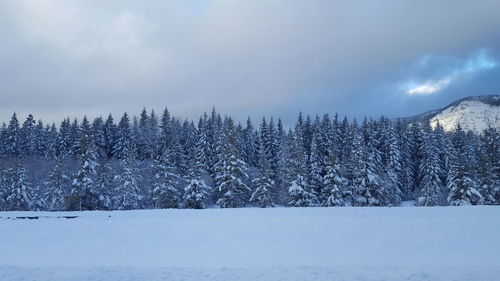 Snow covered trees in forest against sky