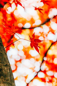 Close-up of maple tree during autumn