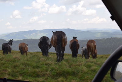 Horses grazing on grassy field seen through car