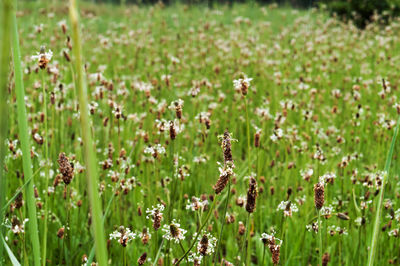 Close-up of purple flowering plants on field