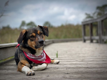 Close-up of a dog looking away