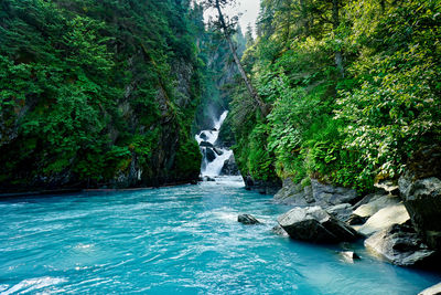 Scenic view of waterfall in forest