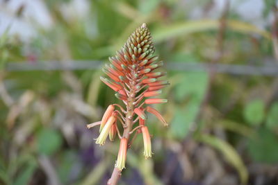 Close-up of flowering plant