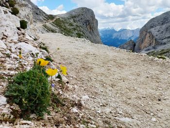 Yellow flowering plants by rocks against sky