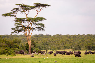 Trees on field against sky