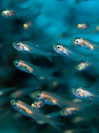 Close-up of fish swimming in aquarium