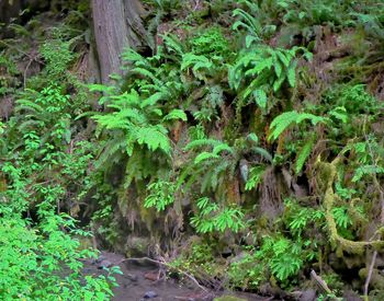 High angle view of trees in forest