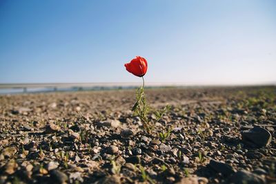 Close-up of red flowers blooming on field against clear sky