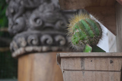 Close-up of potted cactus plant