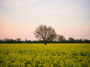 Scenic view of oilseed rape field against sky