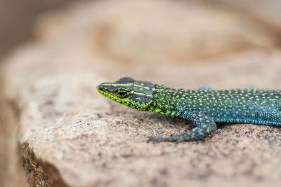 Close-up of lizard on leaf