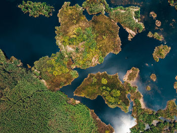 High angle view of trees by lake