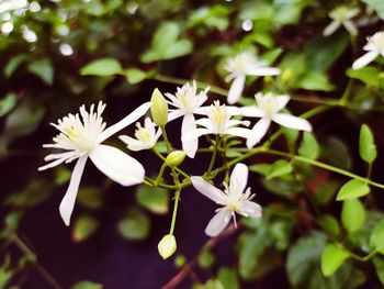 High angle view of white flowering plant