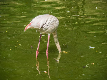 Bird in a lake