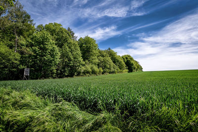 Crops growing on field against sky