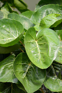 Close-up of fresh green leaves