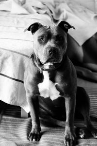 Close-up portrait of dog relaxing at home