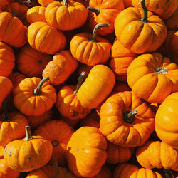 Full frame shot of pumpkins at market stall