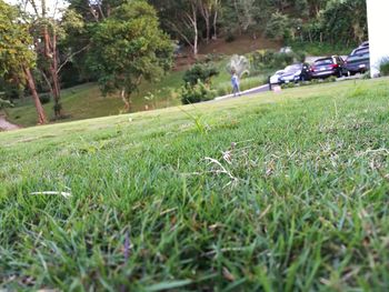 Scenic view of grassy field