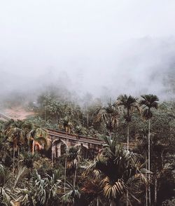 Aerial view of trees growing in forest during foggy weather