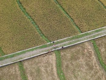 High angle view of rice field