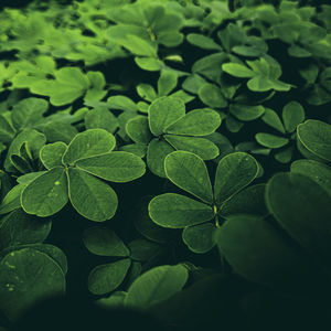 High angle view of leaves