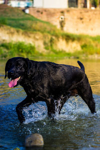 Black dog in a water