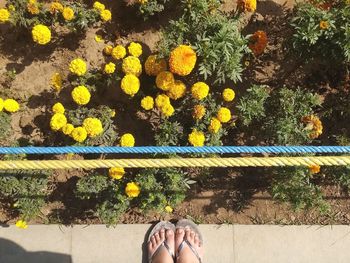 Low section of woman wearing flip-flops while standing by yellow flowering plants