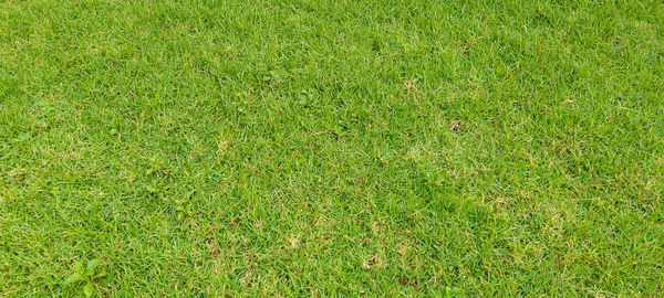 Full frame shot of grass on field