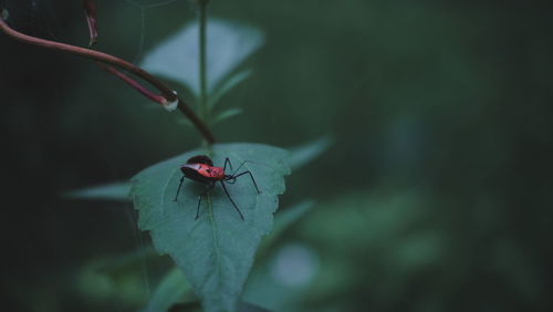 Close-up of ladybug on leaf